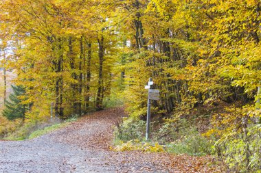 Sonbahar ormandaki Sauerland, Almanya