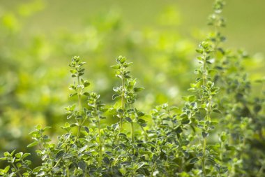 yaz bahçesinde büyüyen origano otlar