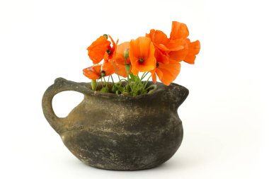 beyaz arka plan üzerinde bir vazo içinde yabani haşhaş çiçekleri