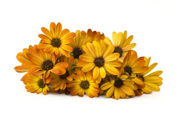 osteospermum çiçekler , beyaz arka plan üzerinde turuncu afrika papatyalar