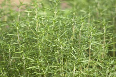 bahçede tuzlu bitki (satureja hortensis)