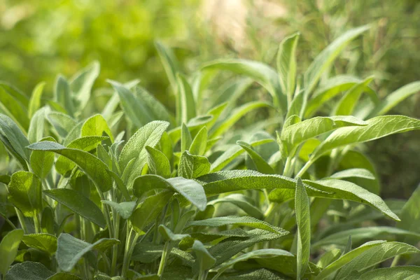 Hierbas Salvia Que Crecen Jardín Verano —  Fotos de Stock