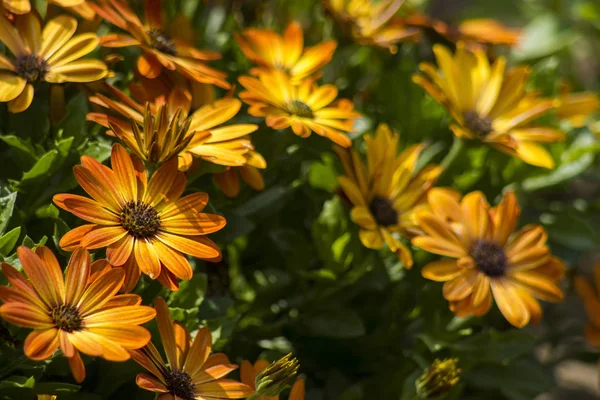 Osteospermum Цветы Оранжевые Африканские Маргаритки Саду — стоковое фото