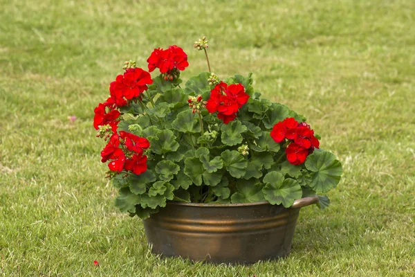 Metallkruka Med Geranium Zonal Pelargonium Hortorum Med Röda Blommor — Stockfoto
