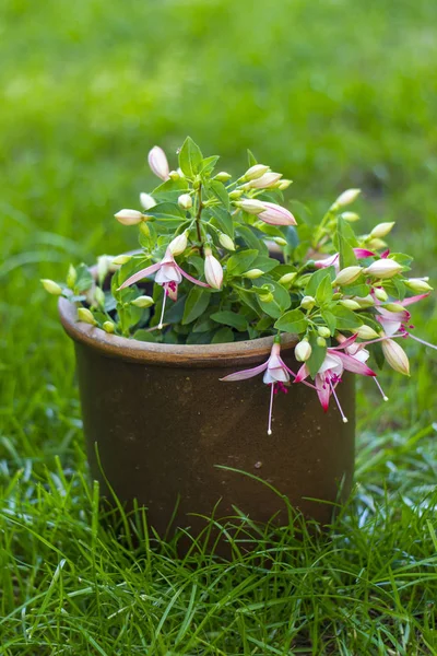 Fuchsia Blommor Kruka — Stockfoto
