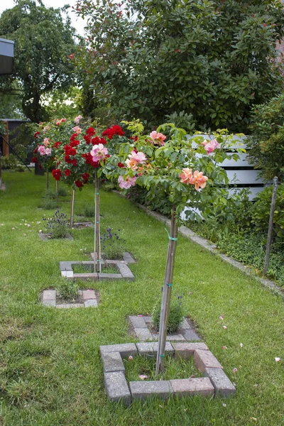 Macizo Jardín Rosas Flores Lavanda —  Fotos de Stock