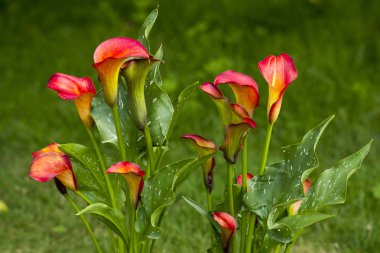 Bahçede Calla çiçekleri