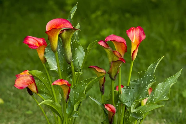 Calla flowers in the garden — Stock Photo, Image