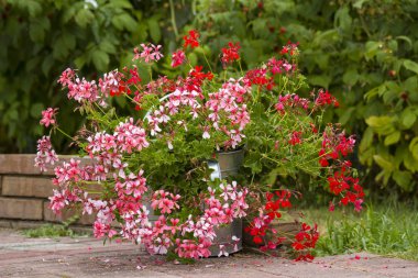 bahçede pembe ve kırmızı sardunya