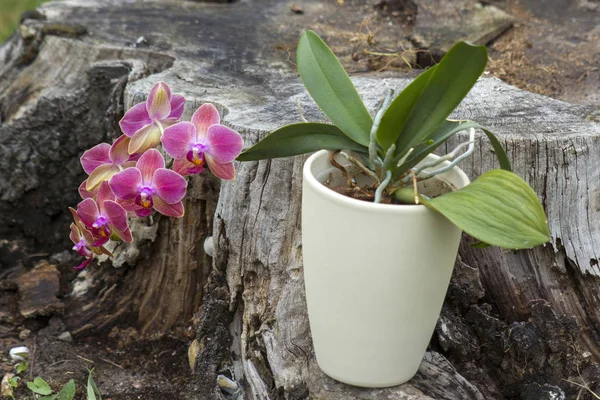Gyönyörű rózsaszín orchidea - phalaenopsis — Stock Fotó