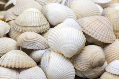Deniz kabukları arka plan
