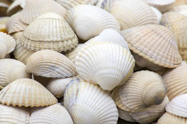 Fondo de conchas marinas — Foto de Stock