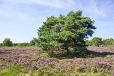 Hollanda 'daki Maasduinen Ulusal Parkı' nda Heathland