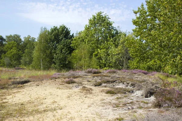 Heide in Nationaal Park Maasduinen in Nederland — Stockfoto