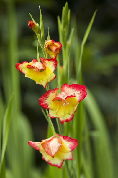 Gladiolus flowers in a garden — Stock Photo, Image