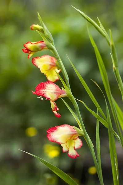 Gladiolus flowers in a garden — Stock Photo, Image