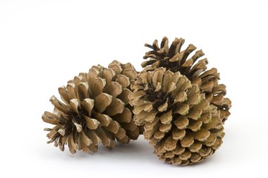 Kozalaklar beyaz bir arkaplanda çürür.