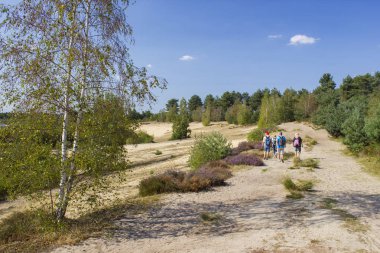 Hollanda 'daki Maasduinen Ulusal Parkı' nda Heathland