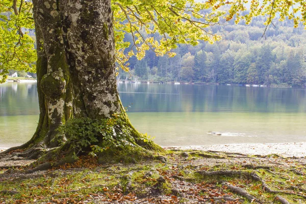 Starý strom u jezera Bohinj, Slovinsko — Stock fotografie