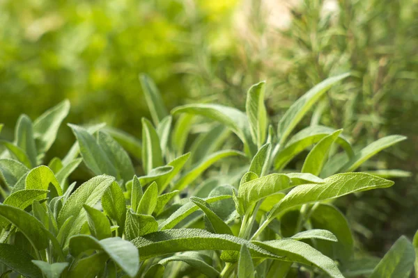 Salvia en un jardín —  Fotos de Stock