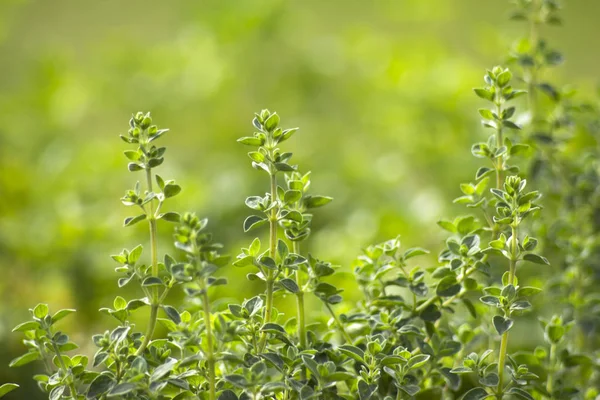 Origano en un jardín —  Fotos de Stock