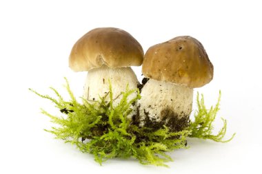 Moos üzerinde boletus edulis mantarı