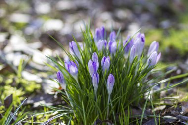 Crocus - ilkbahar çiçeklerinden biri.