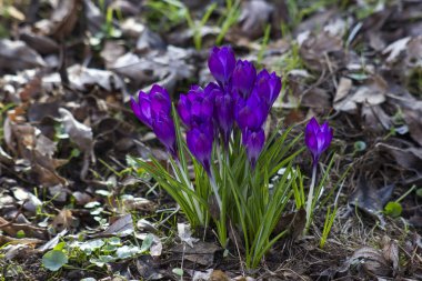 Crocus - ilkbahar çiçeklerinden biri.