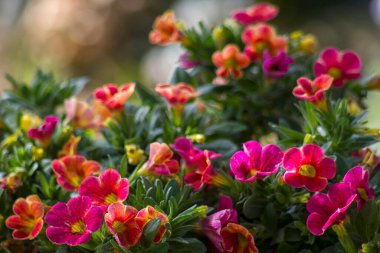 Bahçede petunya (Petunya melezi) çiçekleri