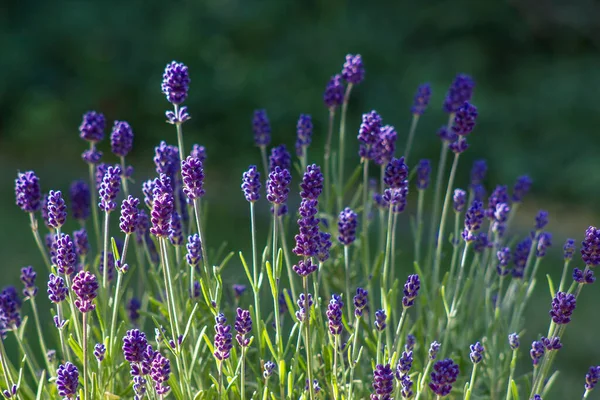 Kwiaty Lawendy Ogrodzie — Zdjęcie stockowe