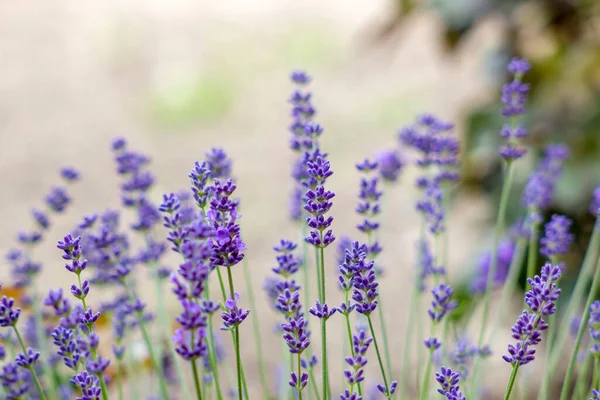 Kwiaty Lawendy Ogrodzie — Zdjęcie stockowe