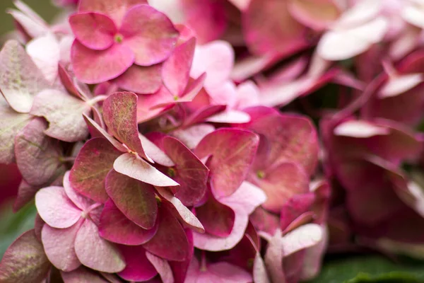 Pembe Hortensiya Çiçekleri Yakın Çekim — Stok fotoğraf