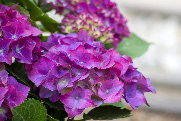 Фіолетові Квіти Гортензії Саду — стокове фото