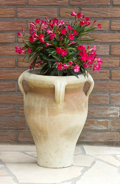 Oleander Flowers Clay Amphora — Stock Photo, Image