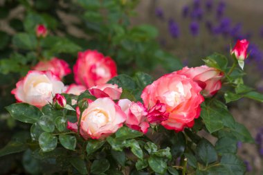 Bahçedeki güller - yakın