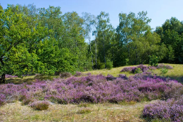 Heathland Parku Narodowym Maasduinen Holandii — Zdjęcie stockowe