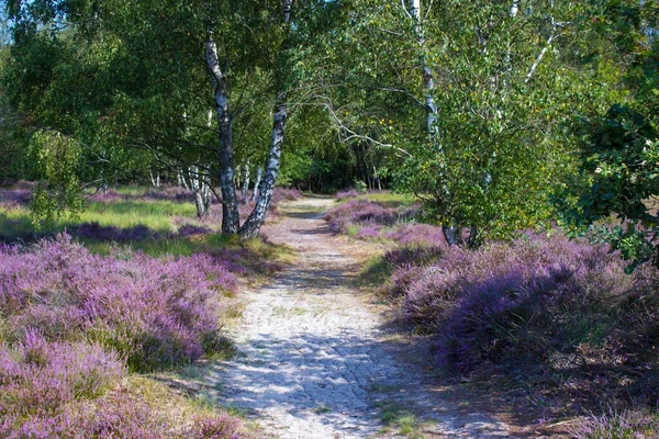 Heathland Parku Narodowym Maasduinen Holandii — Zdjęcie stockowe