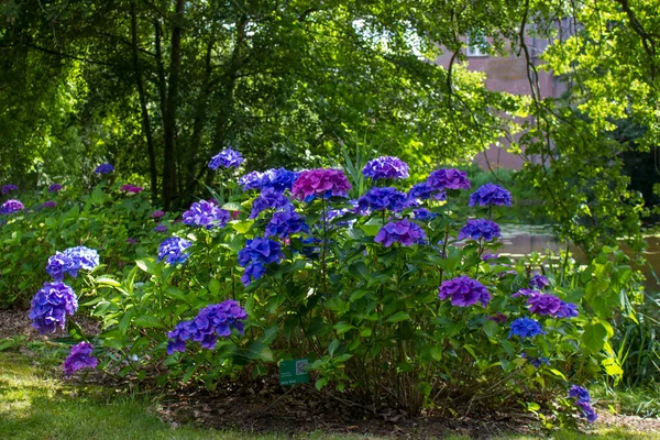 Arbusto Flores Hortensia Jardín Alemania — Foto de Stock