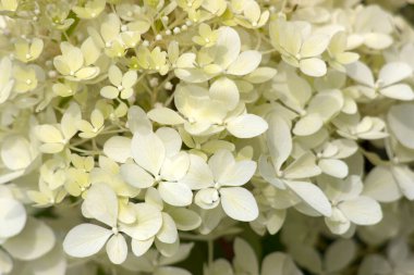 Beyaz hortensiya çiçekleri - yakın çekim