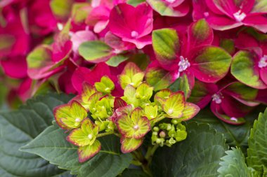 kırmızı hortensiya çiçekleri - yakın çekim