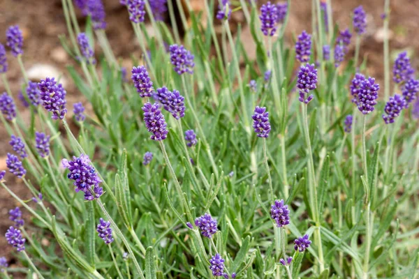 Lavendel Blommor Trädgård — Stockfoto