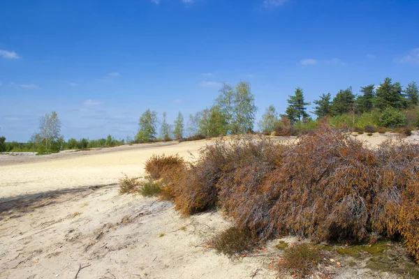 Heide Nationaal Park Maasduinen Nederland — Stockfoto