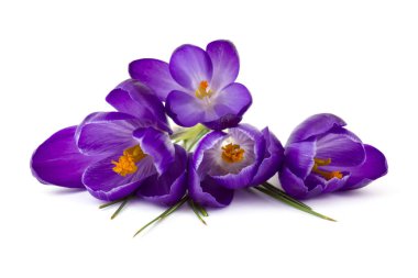 Crocus - beyaz arkaplandaki ilk ilkbahar çiçeklerinden biri