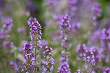 Violet bahçede kekik açıyor.