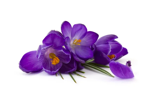 Crocus Een Van Eerste Lentebloemen Witte Achtergrond — Stockfoto