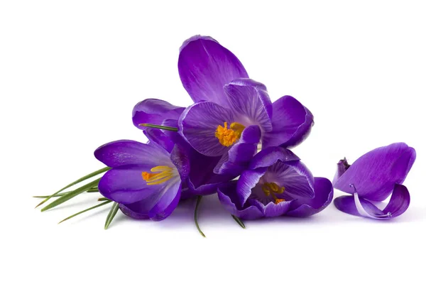 Crocus Een Van Eerste Lentebloemen Witte Achtergrond — Stockfoto