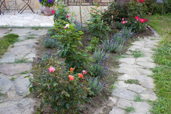 Květinový Záhon Zahradě Růže Květy Levandule — Stock fotografie