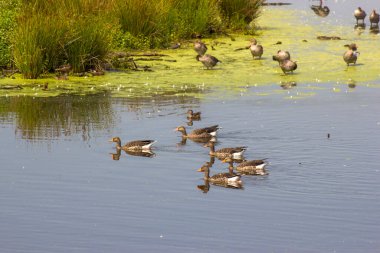Krickenbecker Gölü, Narure Reserve, Aşağı Ren Bölgesi, Almanya
