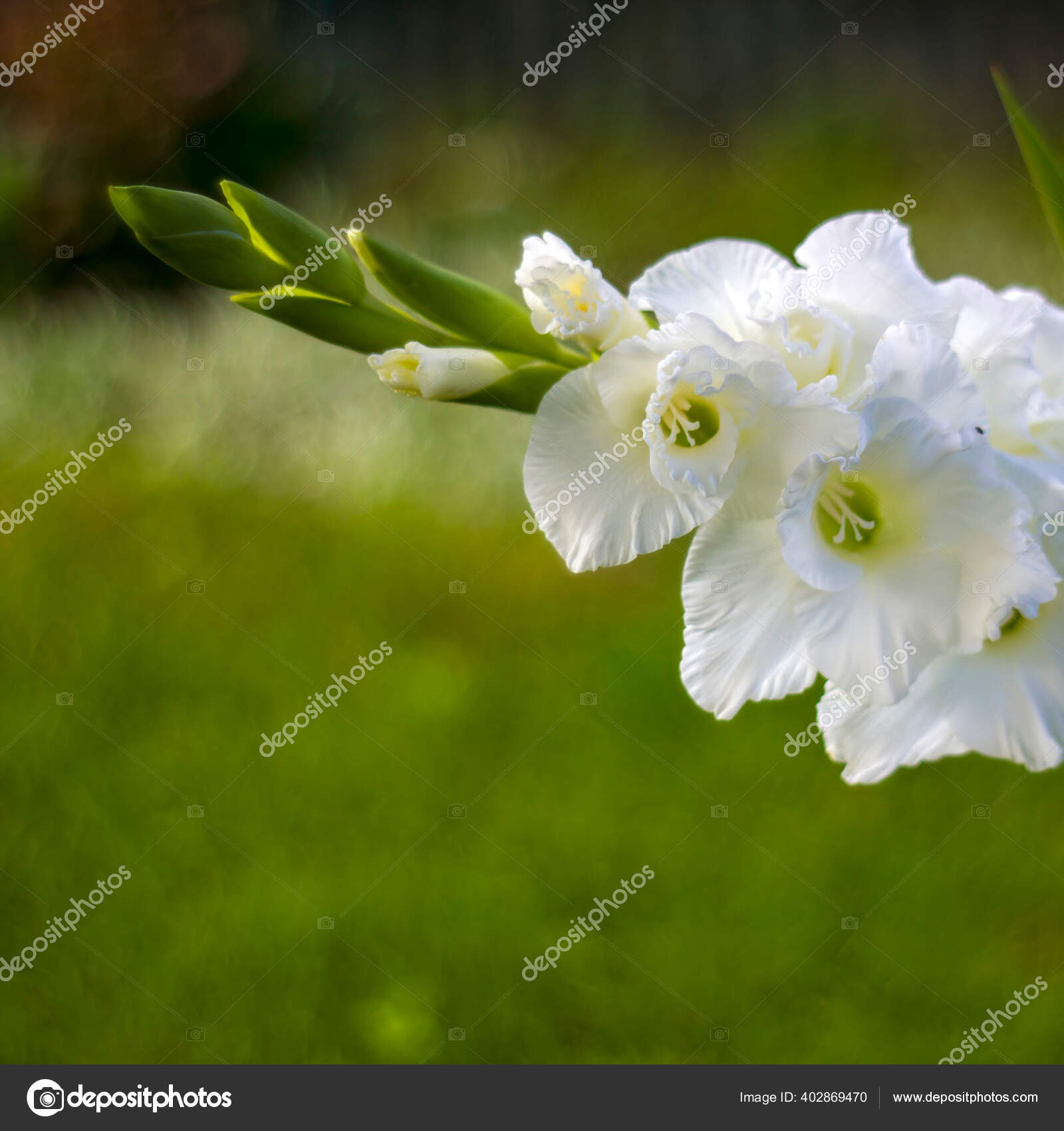 Gladíolo Branco Jardim fotos, imagens de © mira.drozdowski.gmx.de #402869470