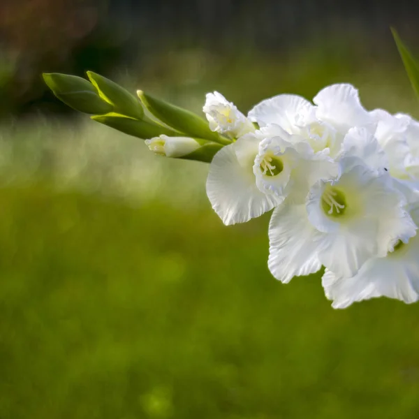 White Gladiolus Garden — Stock Photo, Image